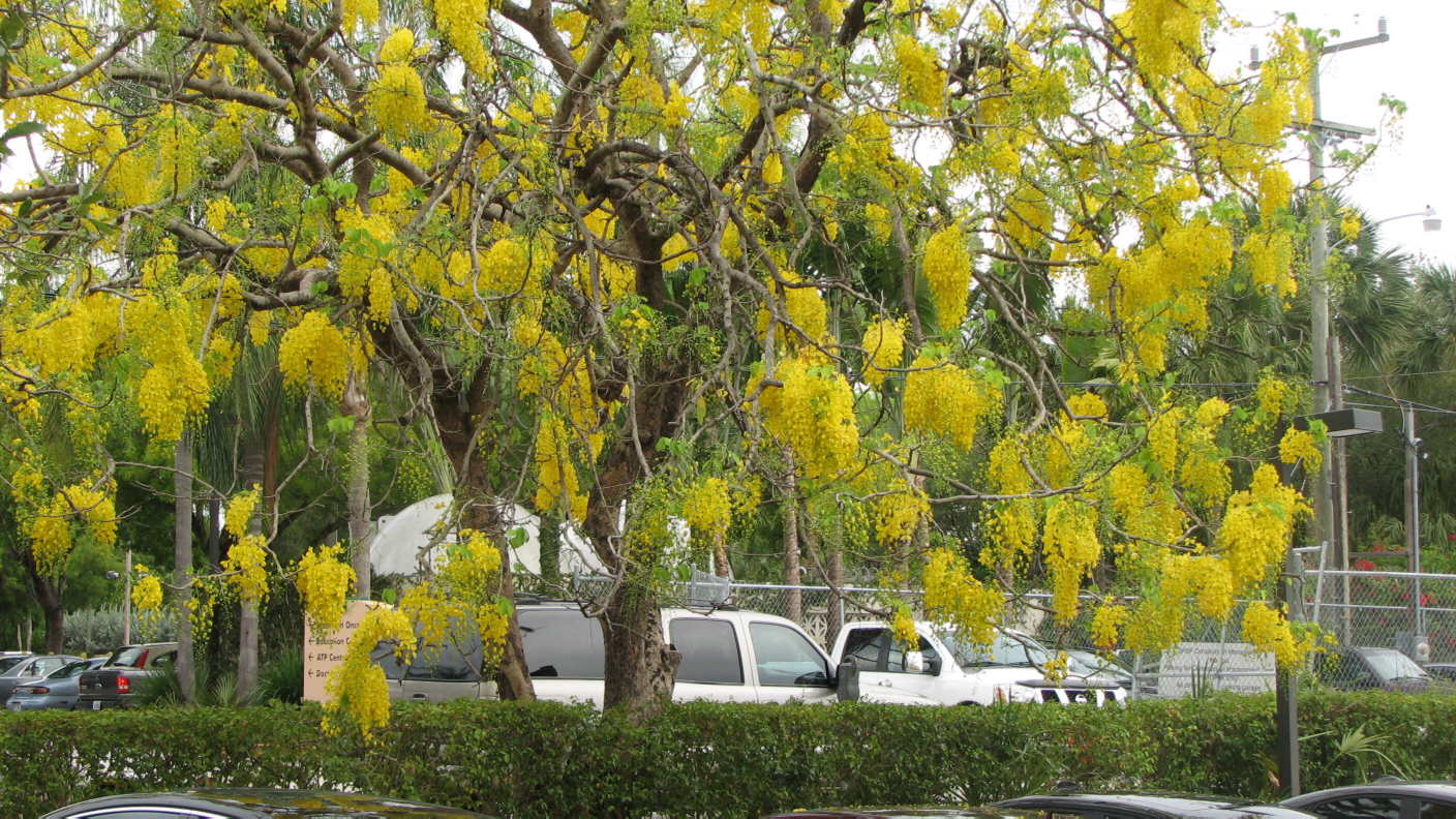 cassia tree florida